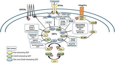 Targeting Rac and Cdc42 GEFs in Metastatic Cancer